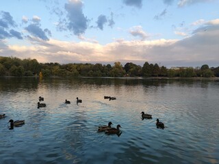 Ducks on the lake in the morning - crepuscular light at sunrise