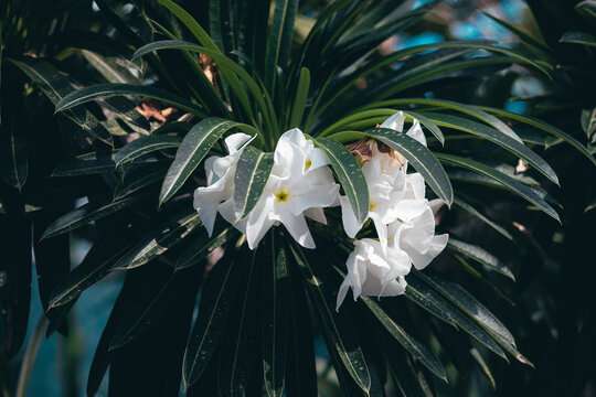 White flowers of Pachypodium Lamera