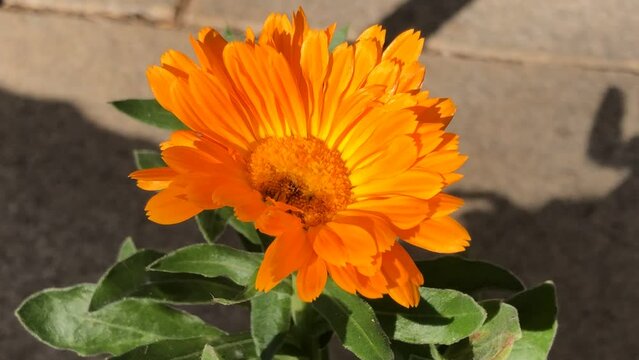 Common marigold, medicinal plant with orange flower 