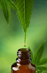 CBD oil dripping from hemp leaf to the bottle. CBD oil extract. Medical cannabis sativa extraction....