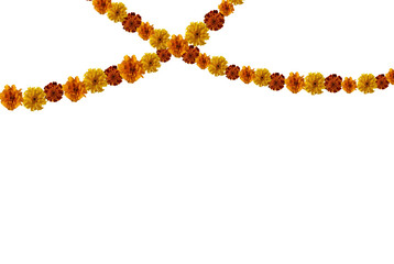 Marigold flowers garland cut out on transparent background. Marigold garland for day of the dead or halloween holiday design.