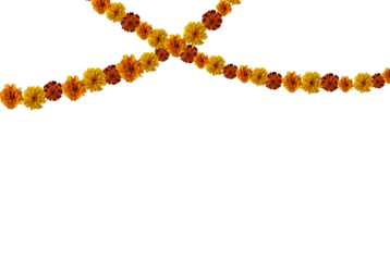 Marigold flowers garland cut out on transparent background. Marigold garland for day of the dead or halloween holiday design.