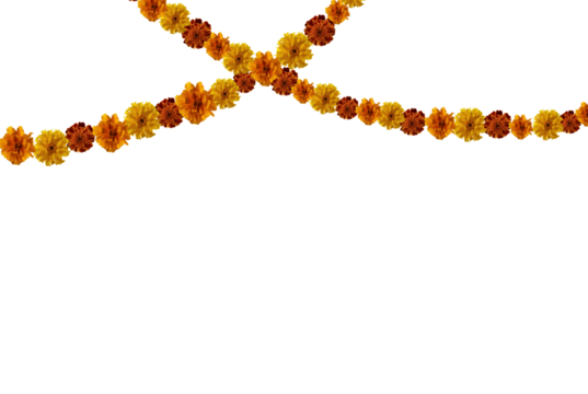 Marigold flowers garland cut out on transparent background. Marigold garland for day of the dead or halloween holiday design.