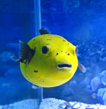 Closeup of Blowfish