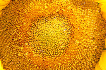magnification of yellow sunflower flower in full bloom