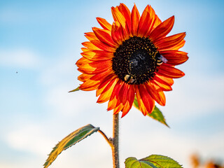 Sonnenblumenfeld am Abend im Spätsommer