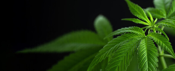 Hemp leaf background. Marijuana, cannabis herb wallpaper. Medical cannabis sativa on black background with copy space.