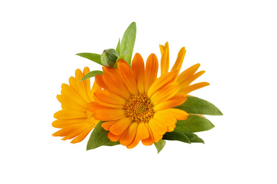 Calendula officinalis flower isolated on transparent background. Yellow marigold flower blossom and leaf for design.