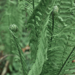 close up of fern leaf