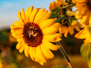 Sonnenblumenfeld am Abend im Spätsommer