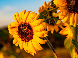 Sonnenblumenfeld am Abend im Spätsommer