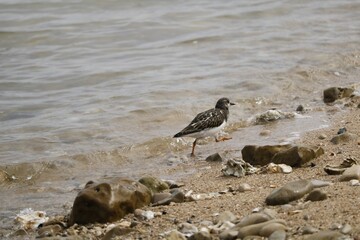 Tournepierre à collier
