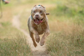 Shooting photo d'un chien de race american bully xl dans la nature