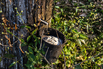 Rubber plantation for the extraction of latex, raw material in the manufacture of rubber, in Sao...