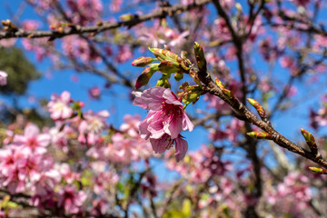 A cherry blossom, also known as the Japanese cherry or sakura, is a flower of many trees in full bloom inside an oriental garden, during winter in Brazil, with selective focus