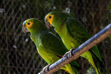 Green parrot (Amazona aestiva) in a cage at a zoo in Brazil
