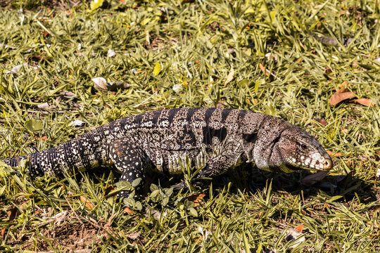 Tegu ou Teiu in green grass. Black and White Tegu, Tupinambis merianae, big reptile in the nature habitat, green exotic tropical animal on the green meadow, Brazil.