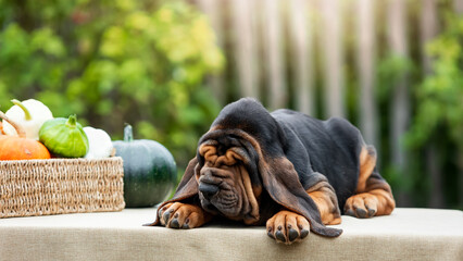 Adorable bloodhound puppy lying outdoors on a table in the sunlight - obrazy, fototapety, plakaty