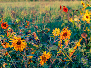 Sonnenblumenfeld am Abend im Spätsommer