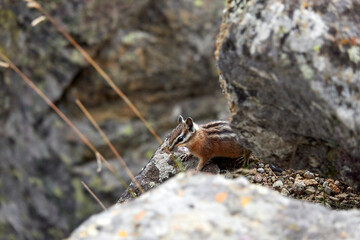 Grand Teton National Park Road Trip