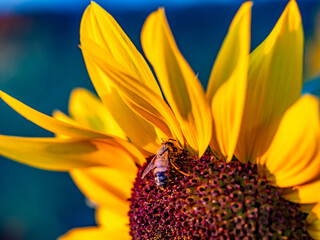 Sonnenblumenfeld am Abend im Spätsommer