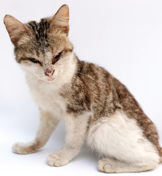 Close up portrait of skinny cat staring with sadness, isolated on white background. Cat sick with scabies and eye infection. Photo from the side