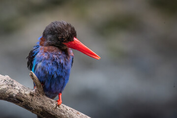  A Javan kingfisher is perched by observing the surrounding environment to hunt and look for prey to eat