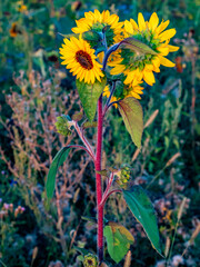 Sonnenblumenfeld am Abend im Spätsommer
