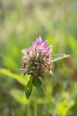 Clover flower. Close-up picture of a lilac wildflower. Macro photography.