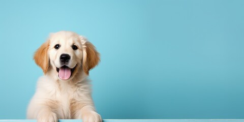 Portrait of a happy goldne retriever dog puppy on a light blue background with space for text - obrazy, fototapety, plakaty