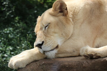 【山口県】秋吉台自然動物公園サファリランド、ふれあい広場