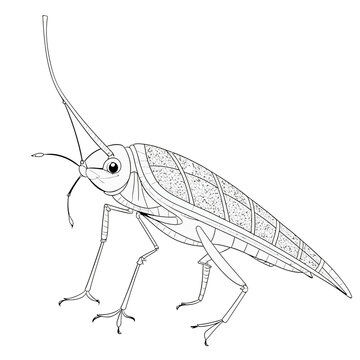 A vector of a cute Grasshopper in black and white coloring transparent white background PNG