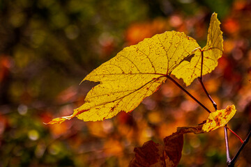 Yellow grape autumn leaf against bokeh lights on a blurry background, fall, autumn concept