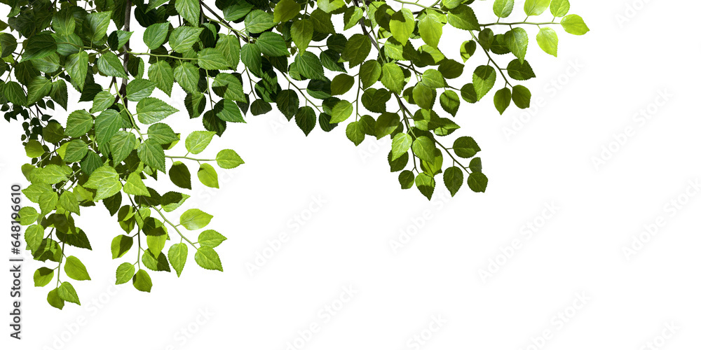 Sticker Cutout tropics green leaves foreground on transparent backgrounds 3d rendering png