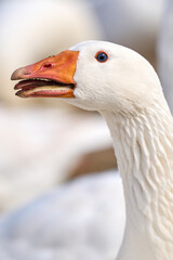 Domestic goose, close-up of the head