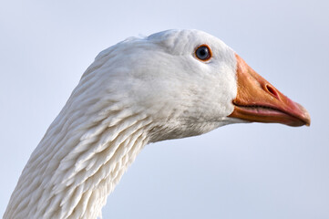 Domestic goose, close-up of the head