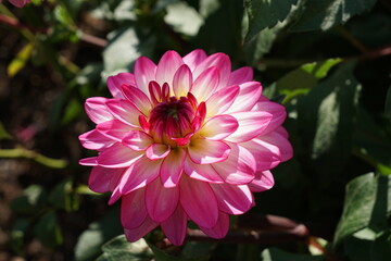 pink Dahlia flower in late summer early autumn bloom. beautiful garden flower with pink petals 