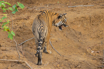 Tiger named Taru in the natural habitat of forest of Tadoba National Park buffer Zone in Maharashtra