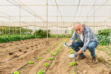 Senior farmer working inside agricultural greenhouse - Farm people lifestyle concept
