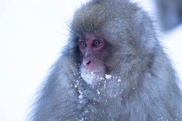 Portrait of Snow monkey soaking in the hot water spring