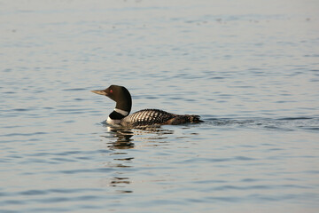 Loon