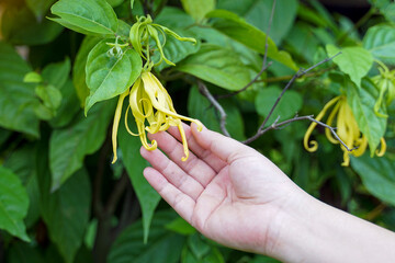 Ylang Ylang tree is a fragrant plant whose flowers have a strong aroma and are extracted into essential oils used in medicine, Aromatherapy, and also used in the production of cosmetics.  