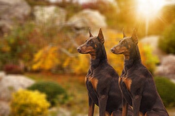two smart strong dogs in autumn background