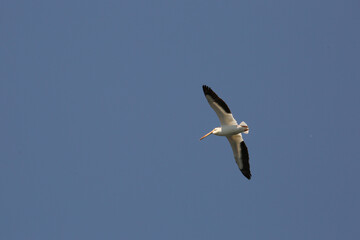 Pelican