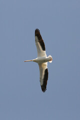 Pelican