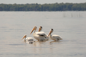 Pelican