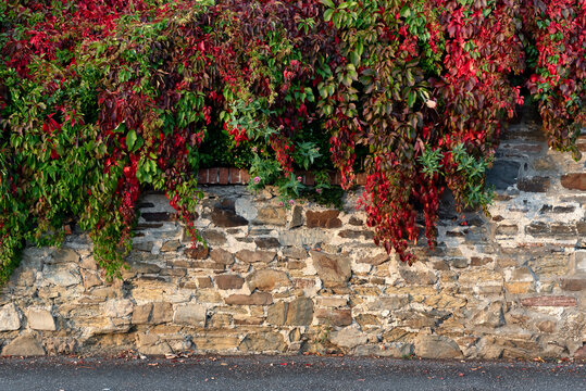 Virginia creeper with green and red leaves