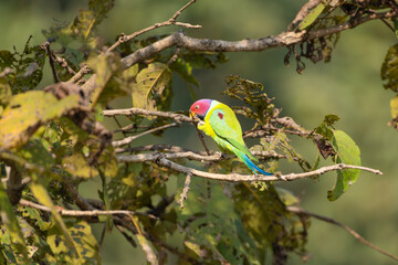 Plum headed parakeet perched on the branch of the tree and fruiting on tree