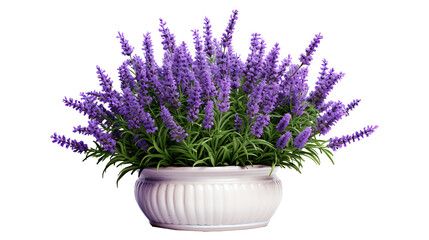 Lavender flowers with pot isolated on transparent background. Lavender flower png - obrazy, fototapety, plakaty