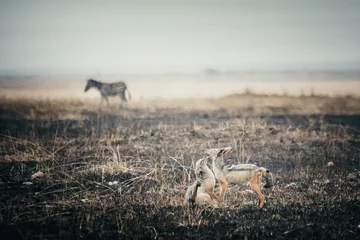 Zelfklevend Fotobehang Antilope Lovers reunite